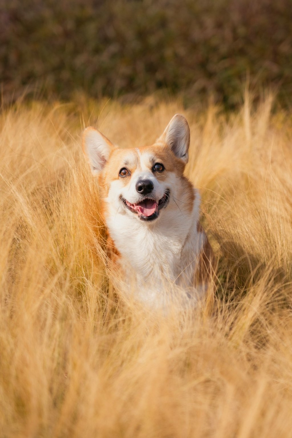 A happy corgi peeking out from tall golden grass