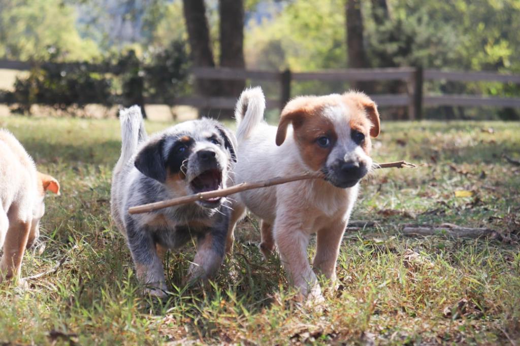 🐕🐈 犬猫ニュース — 2026.03.27（木）栄養・食事・リコール・安全
