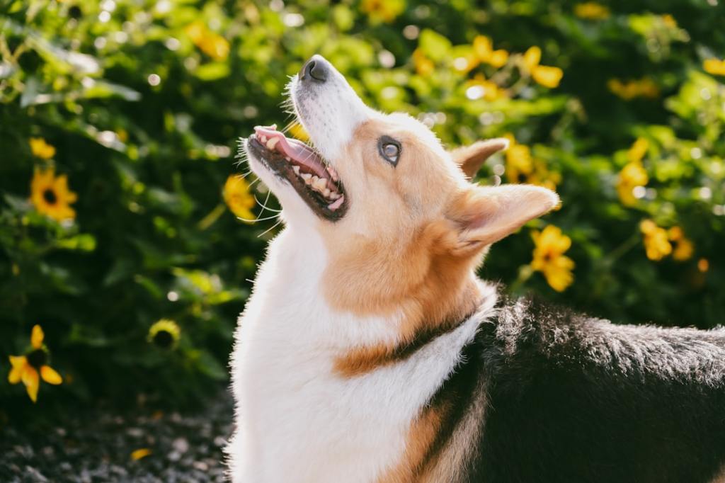Pembroke welsh corgi looking up in a garden