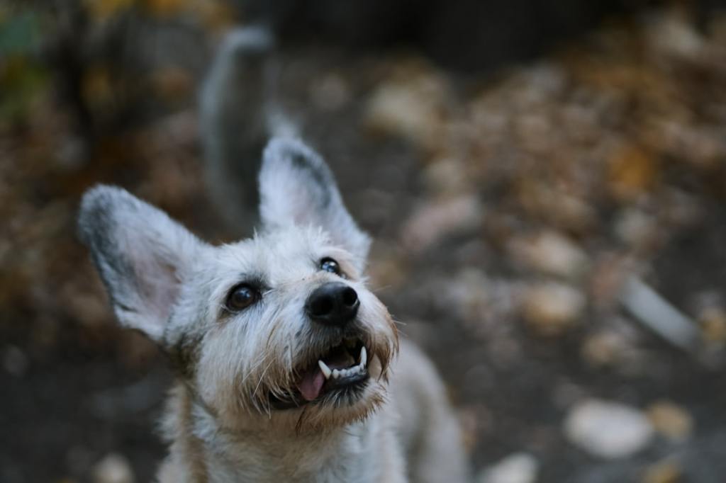 A small terrier mix dog looking up outdoors.