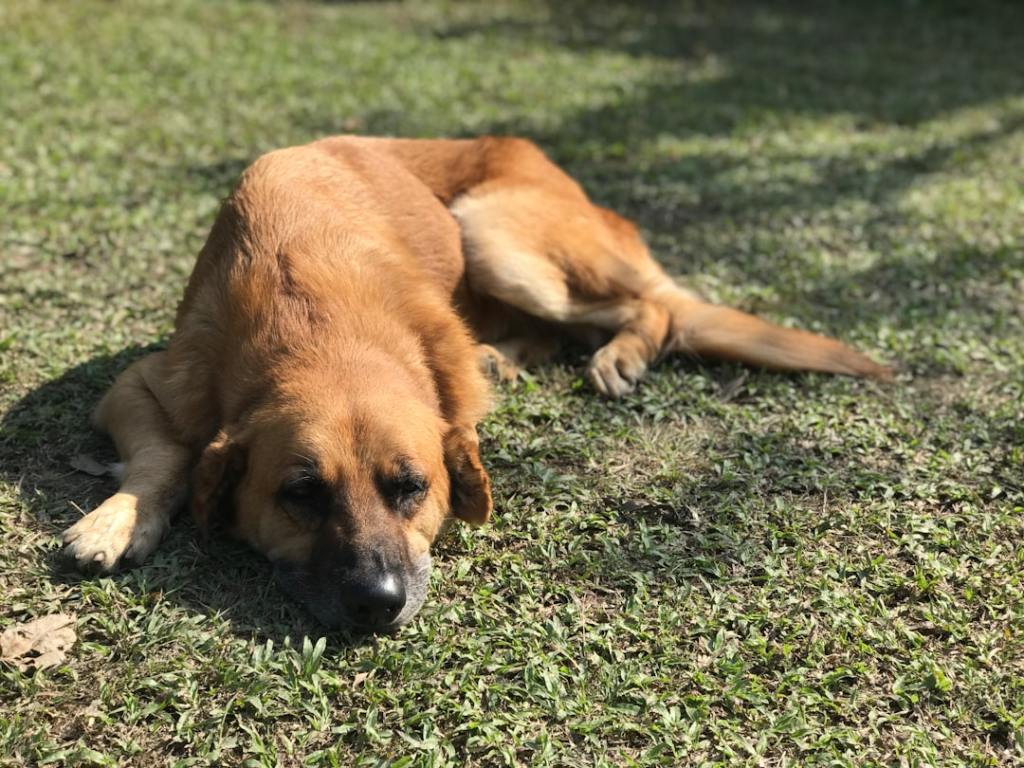 🐾🐱 犬猫ニュース —&nbsp;2026.03.20