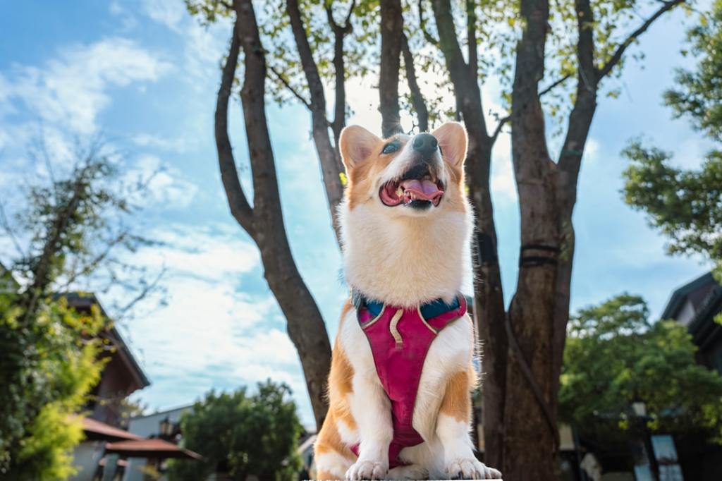 A happy corgi sits outdoors under trees