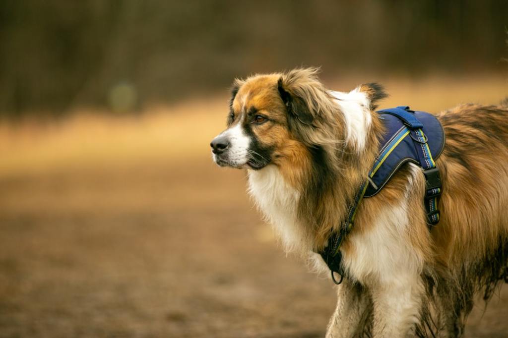 A fluffy dog with a blue harness in a field