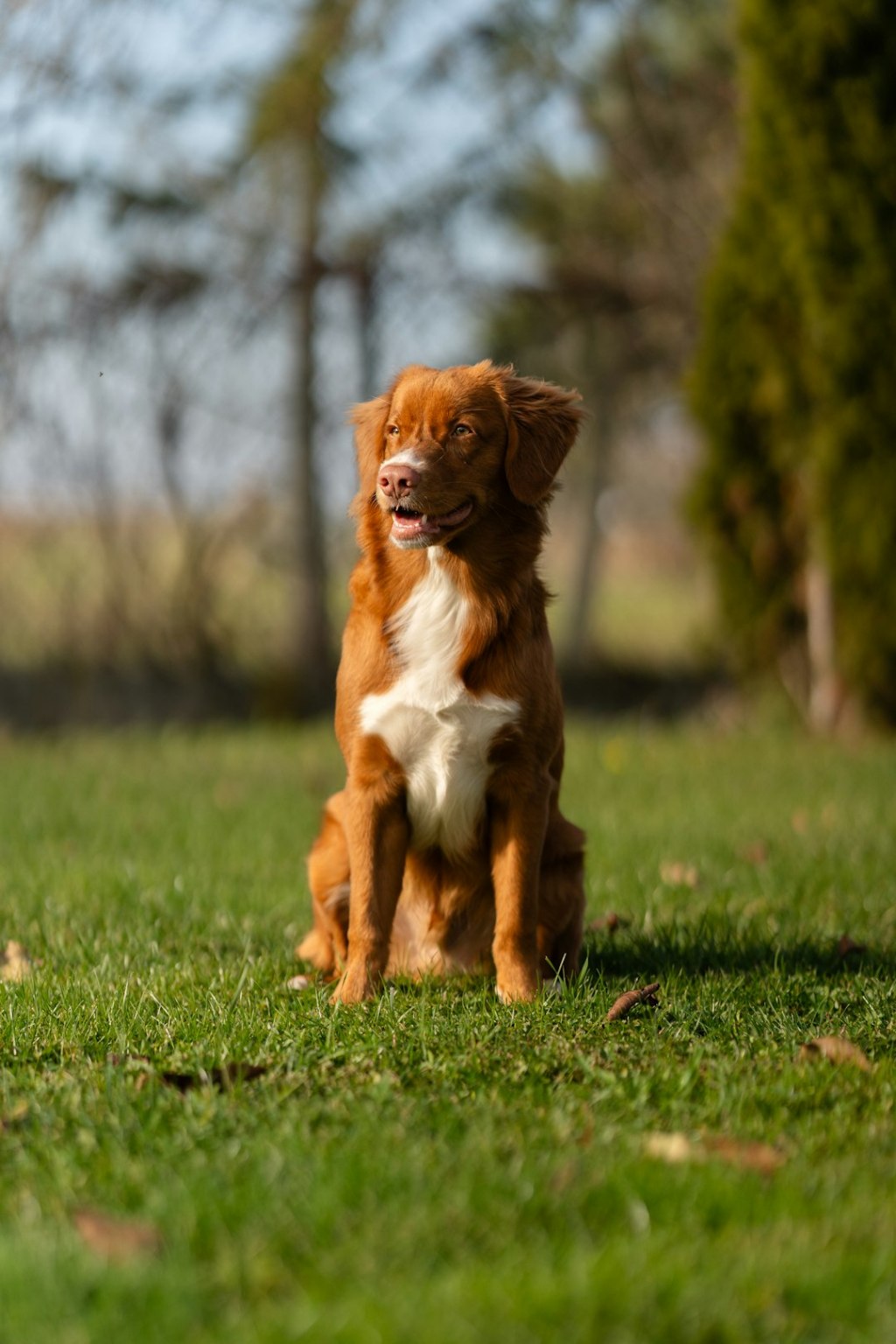 A brown dog with white chest sits on grass.