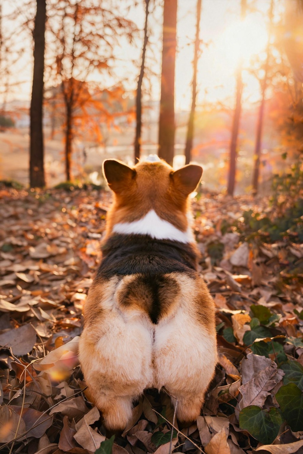 Corgi dog sitting in autumn leaves with sunset.