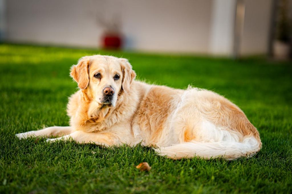 A golden retriever dog lies on green grass.