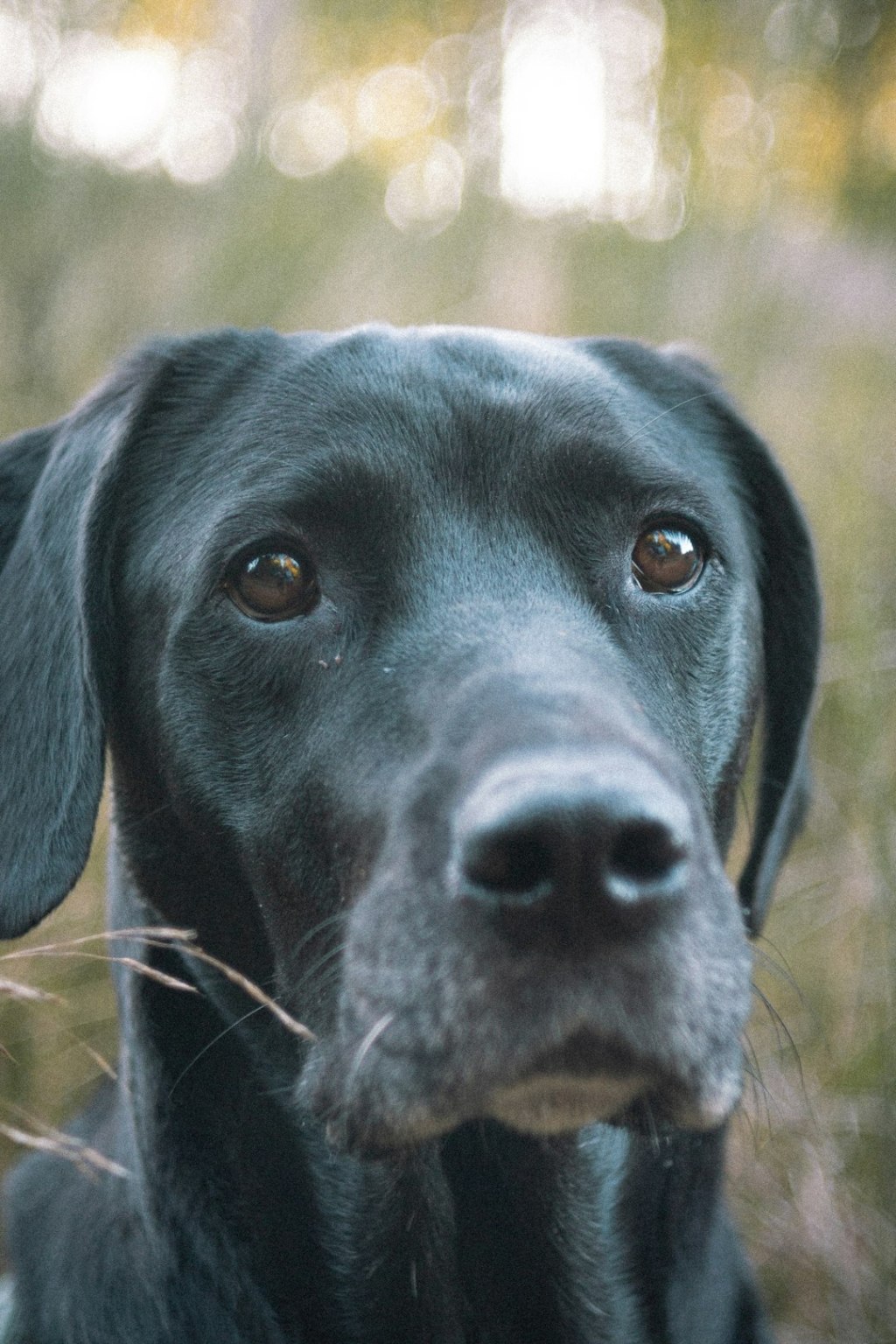 Close-up of a black dog's face outdoors.