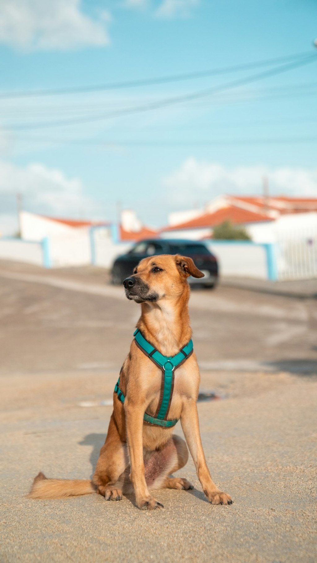 A brown dog sitting in the middle of a parking lot