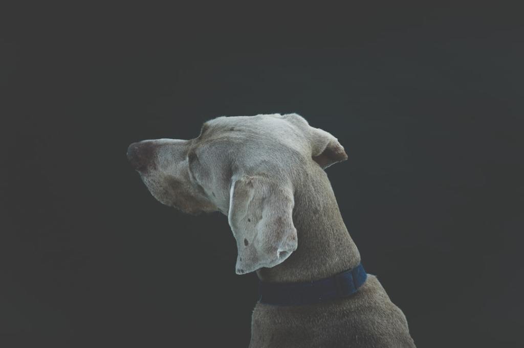 📚 犬猫 研究論文 —&nbsp;2026.03.27