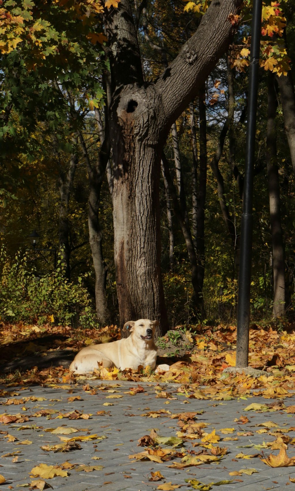 A dog rests among fallen autumn leaves by a tree.