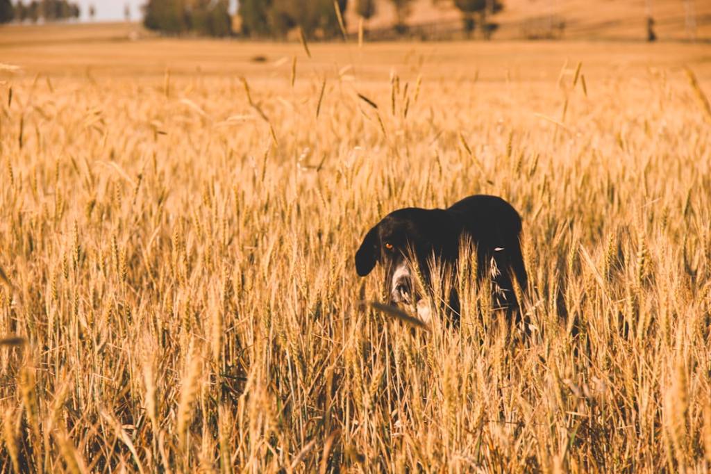 black short coated dog on brown grass field during daytime