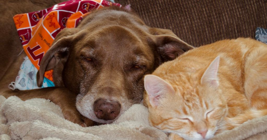 🐾🐱 犬猫ニュース — 2026.04.04