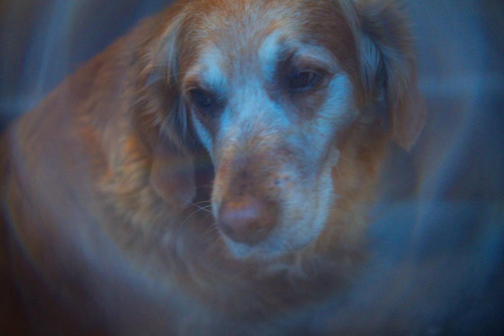 Dog and cat research