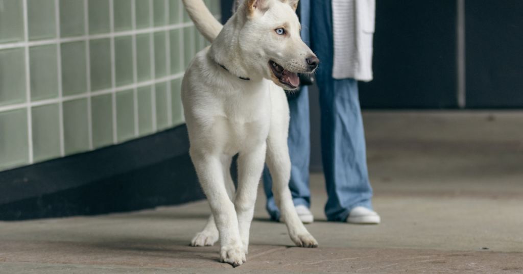 📚 犬猫 研究論文ピックアップ — 2026.04.04