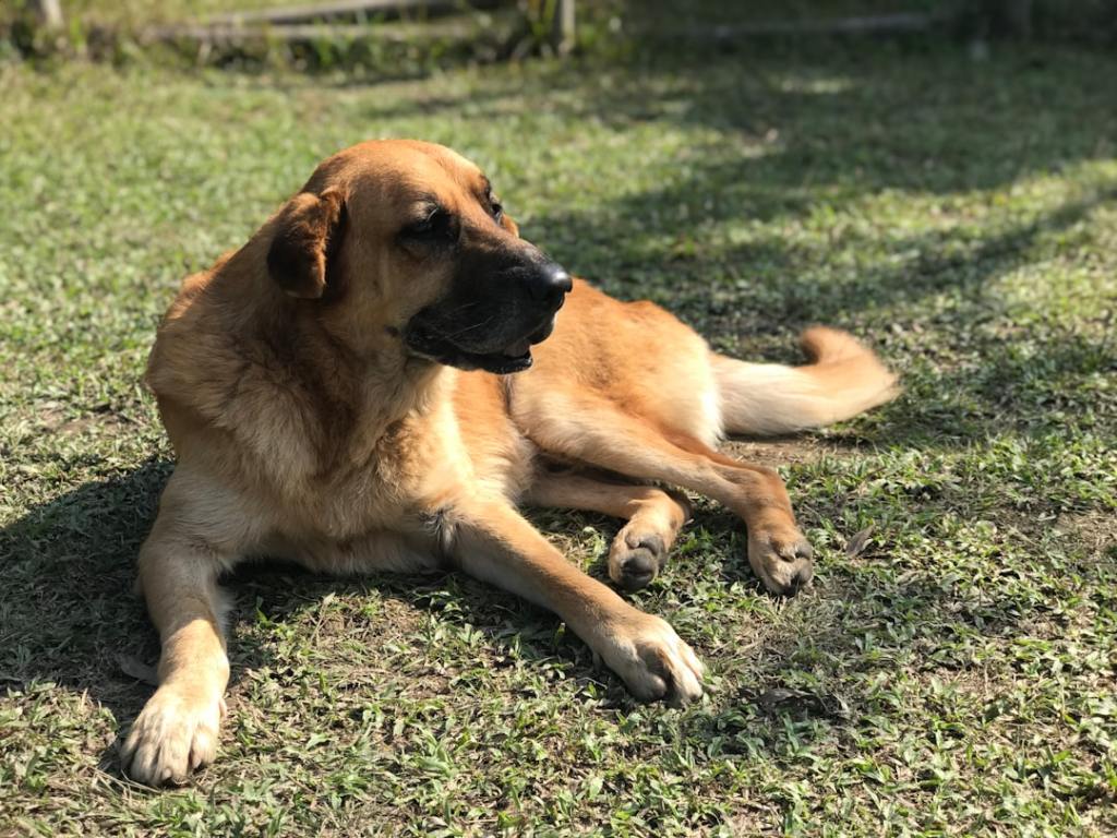 a large brown dog laying on top of a lush green field