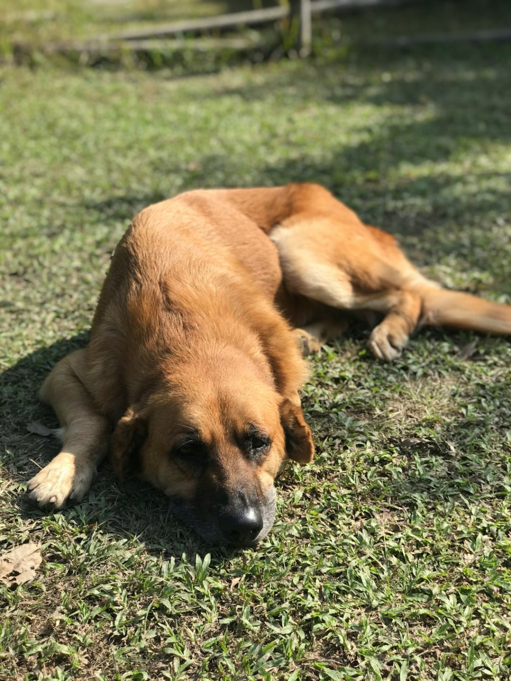 a brown dog laying on top of a lush green field