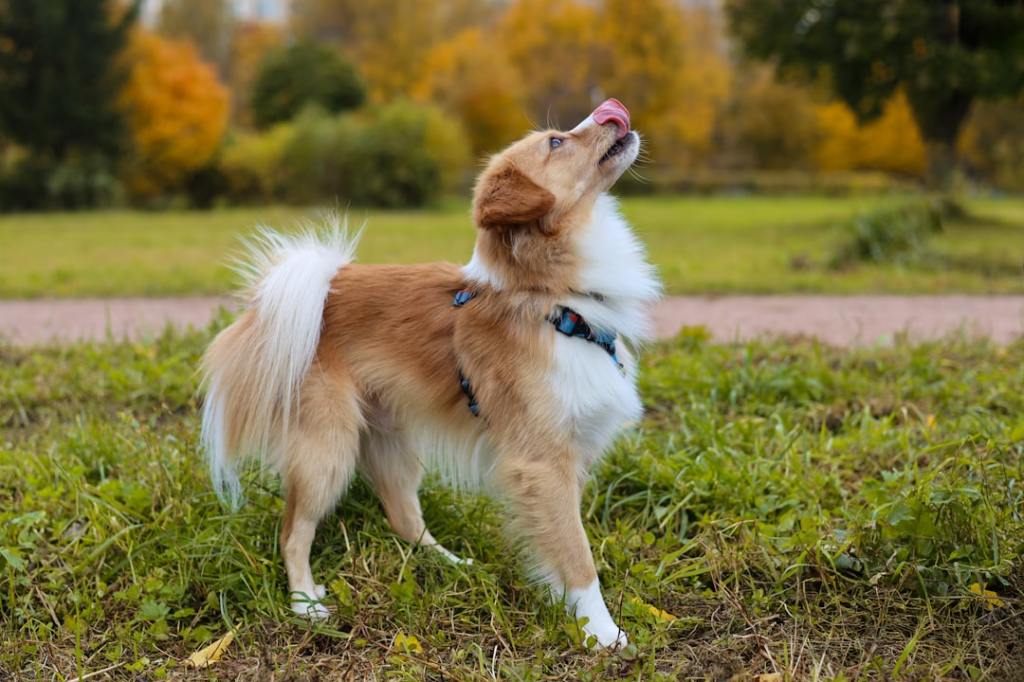 A brown and white dog licks its nose outdoors.