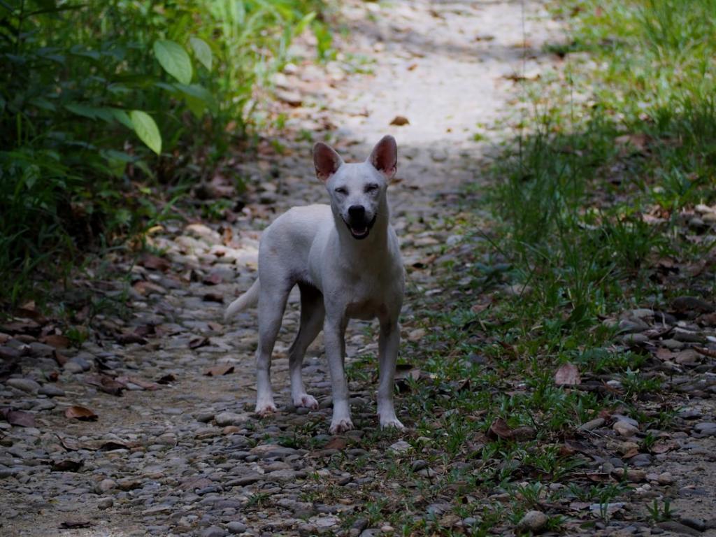 A white dog stands on a dirt path.