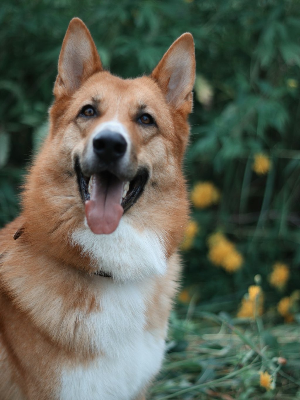 A happy dog smiles with a lolling tongue.