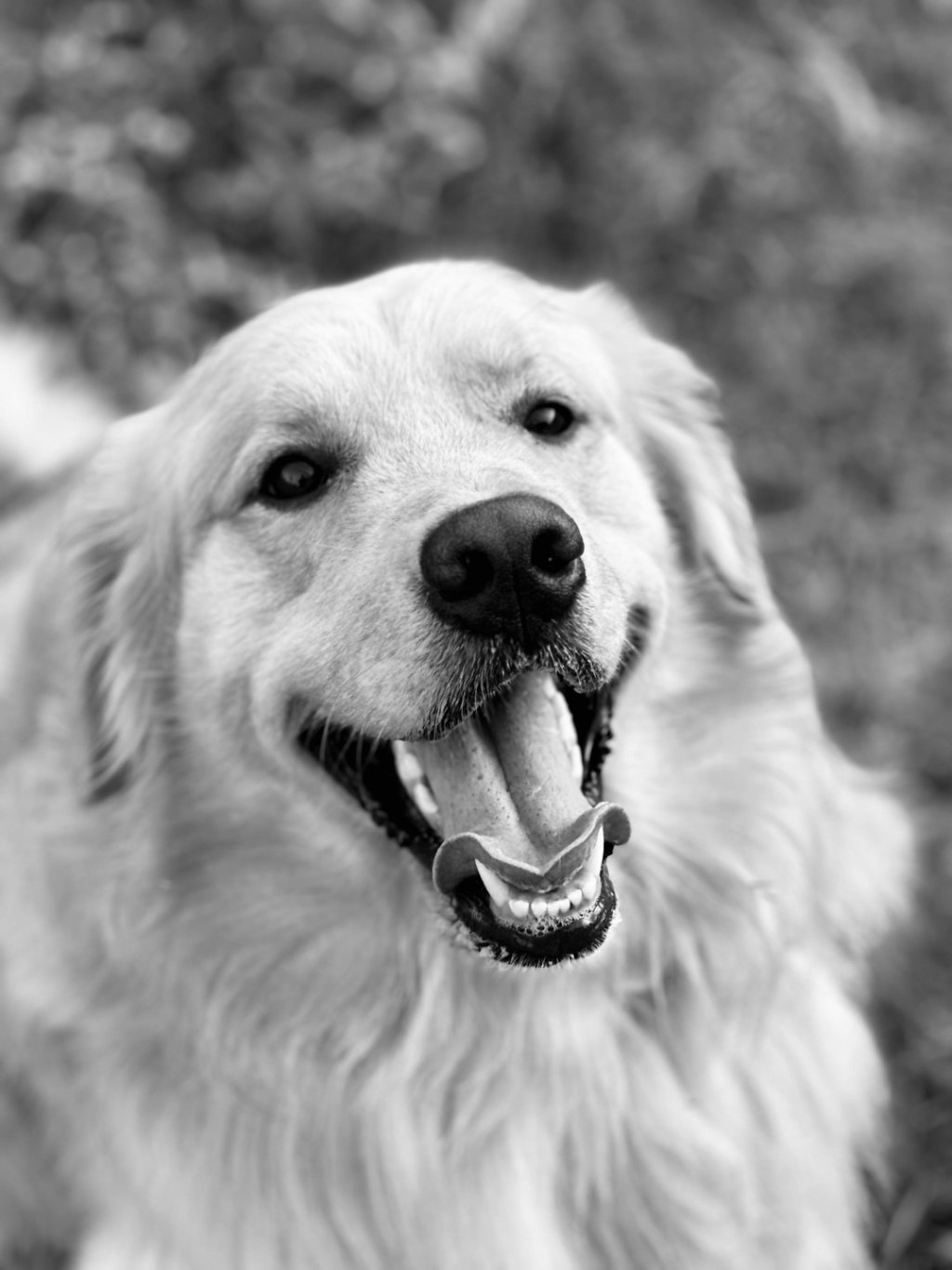 A happy golden retriever dog outdoors