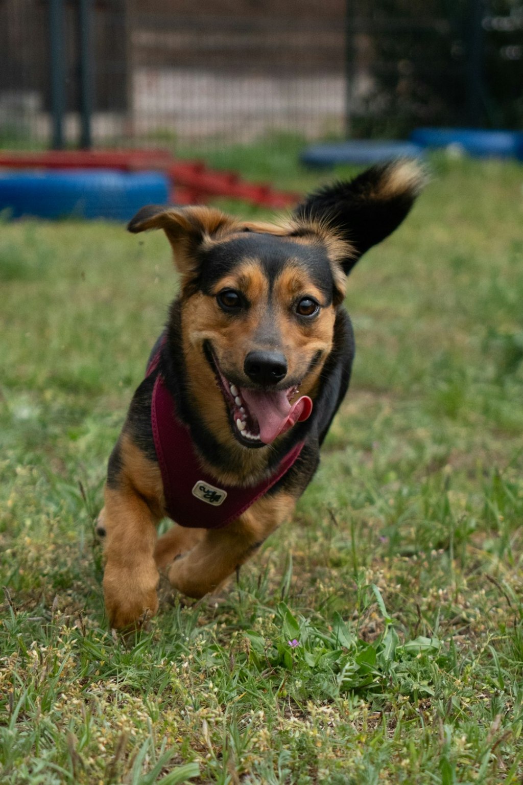 A happy dog runs across a grassy field.