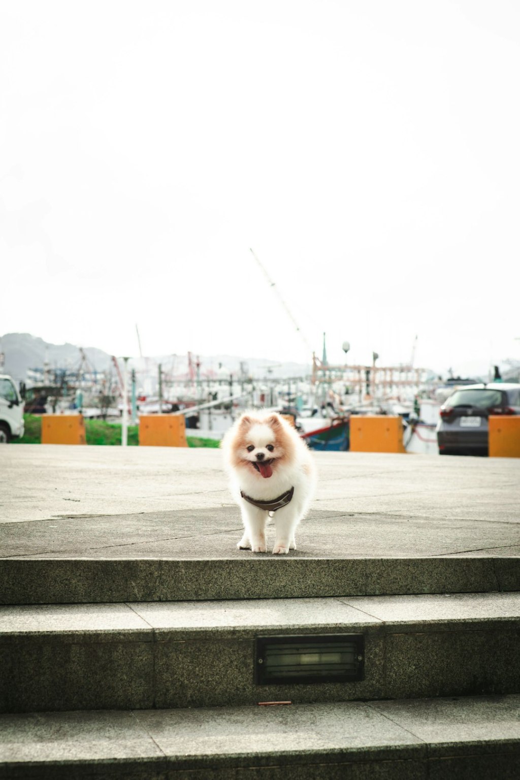 A fluffy pomeranian dog stands on steps outdoors.