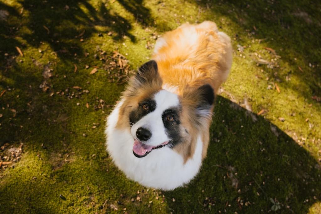 A fluffy dog looking up from a grassy lawn
