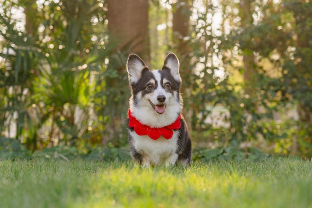 A happy corgi wearing a red collar sits in grass.