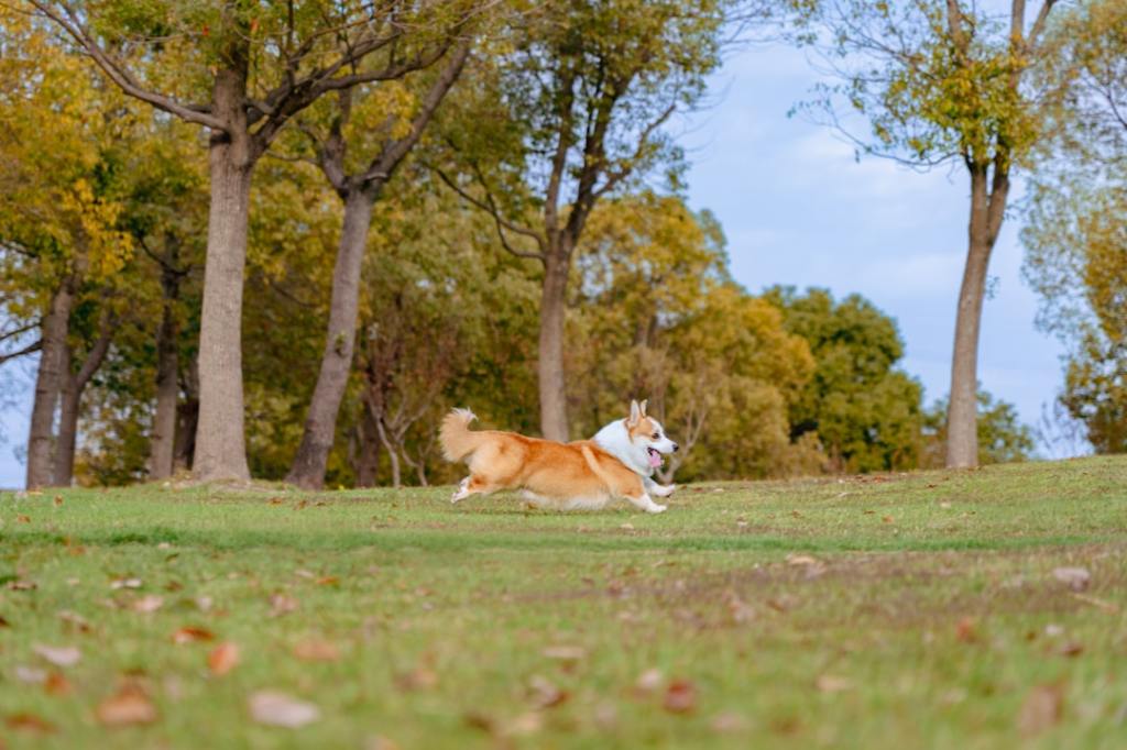 A corgi runs through a grassy park with trees.
