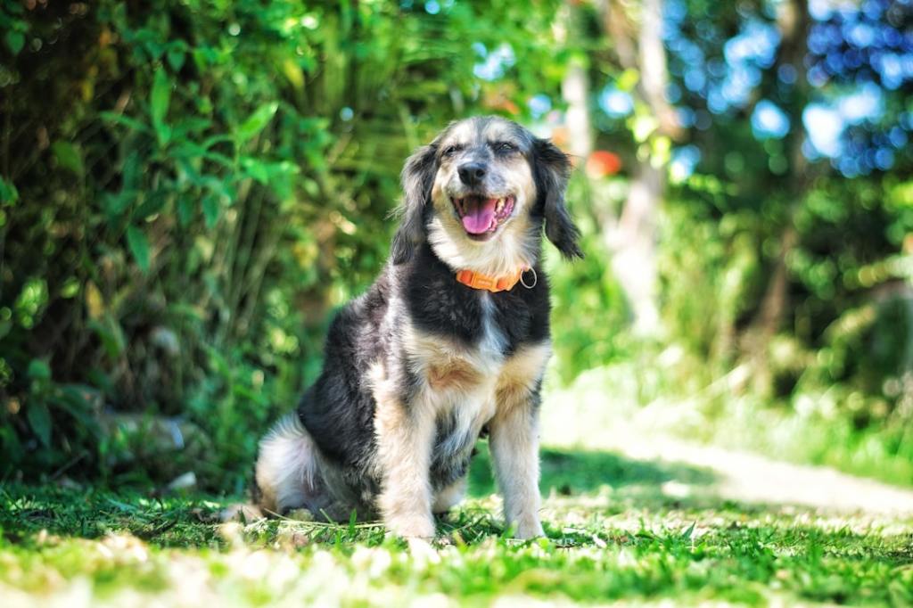 A scruffy dog sits happily in a sunny garden.