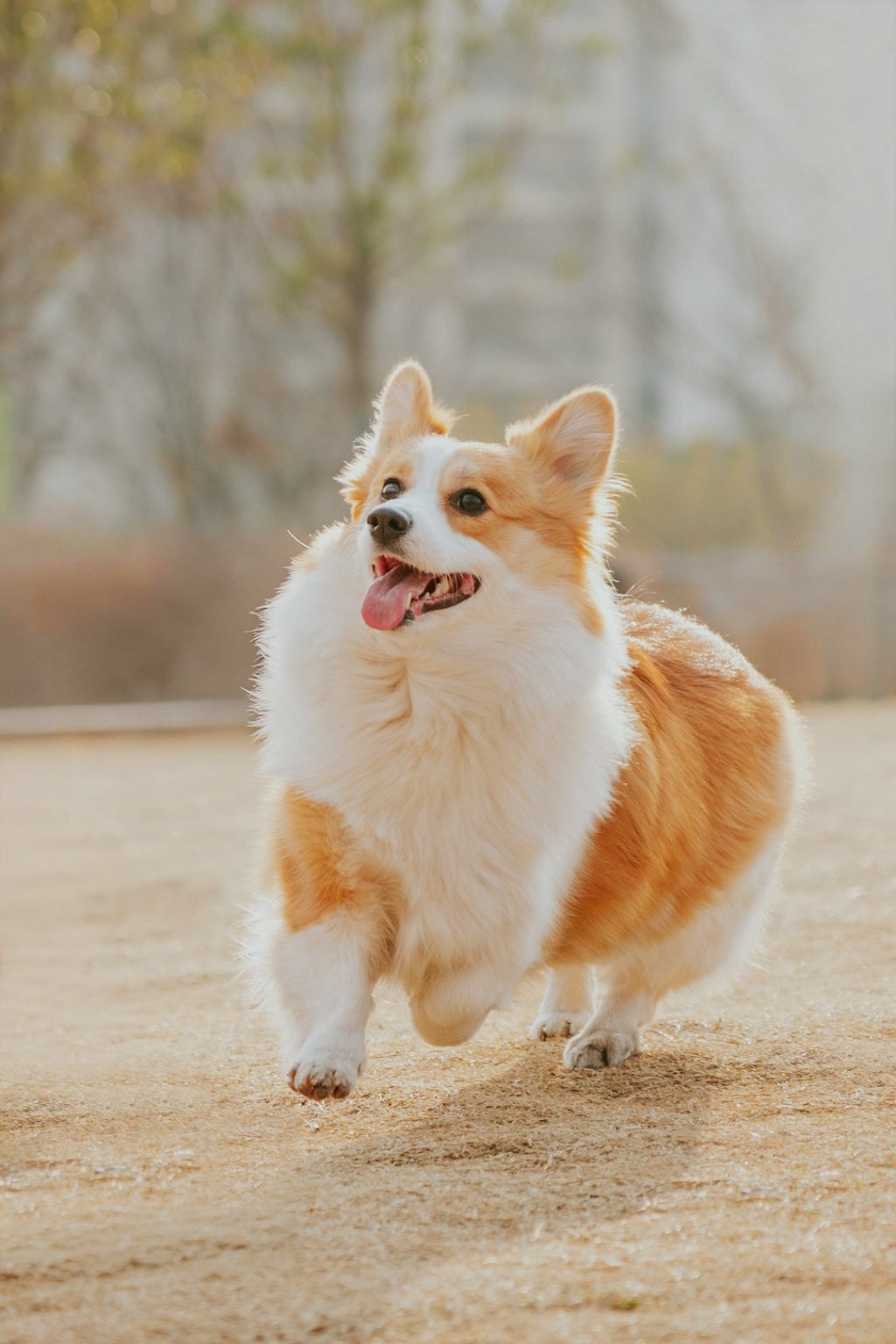A fluffy corgi dog running happily outdoors.