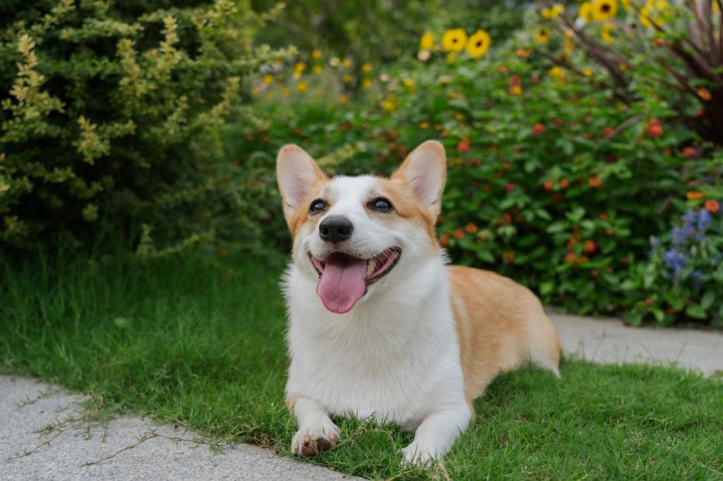 A happy corgi dog lying in the grass.