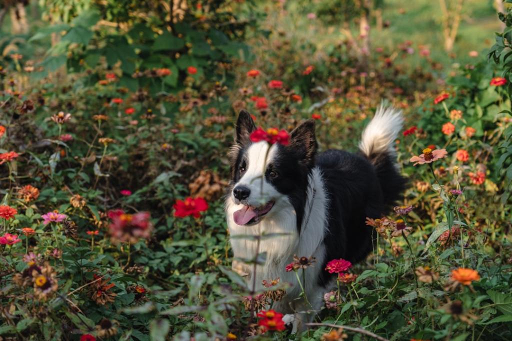 A black and white dog in a field of flowers
