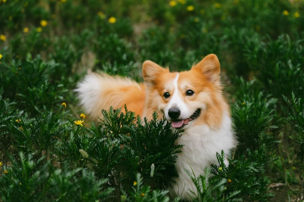 A corgi dog sits in green grass with yellow flowers.