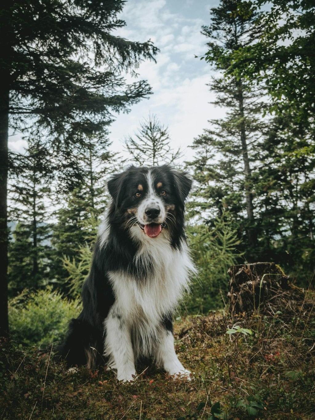 A black and white dog sits in a forest.