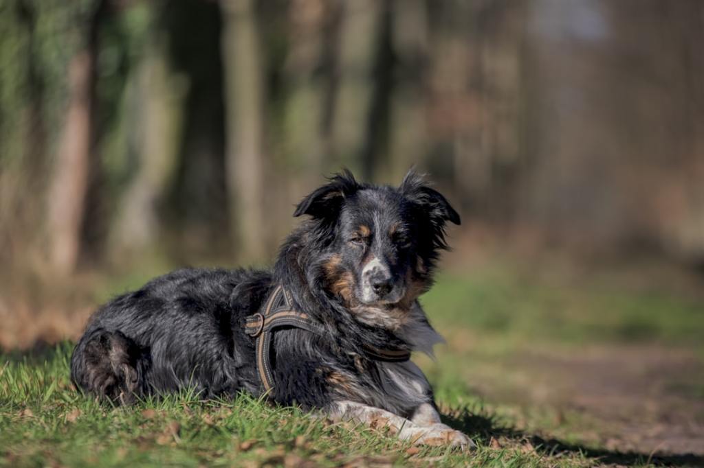 A long-haired black and white dog rests on grass.