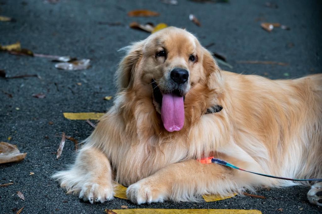 golden retriever lying on ground