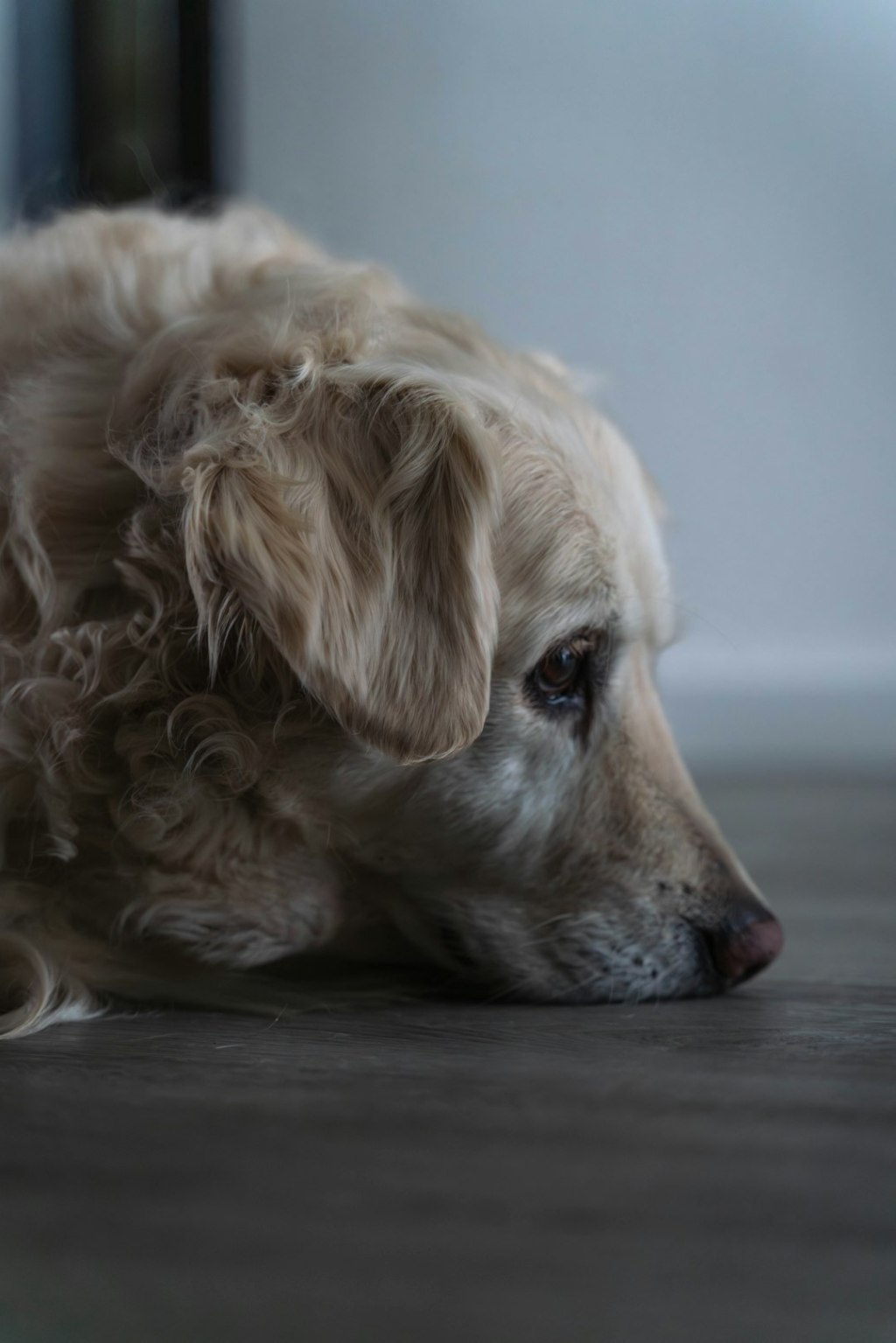 A golden retriever dog rests its head on the floor.