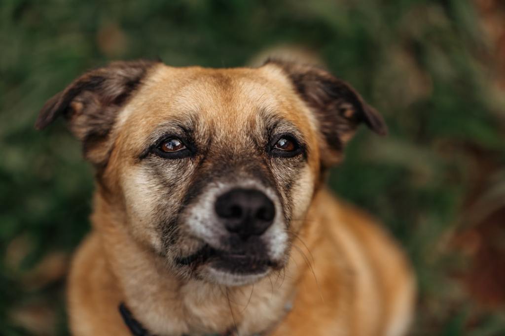 A close-up of a brown dog with a worried expression.