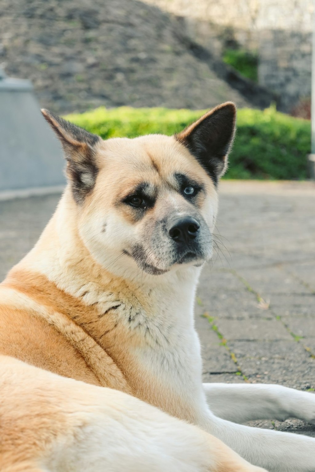 A dog with heterochromia lies on the ground.
