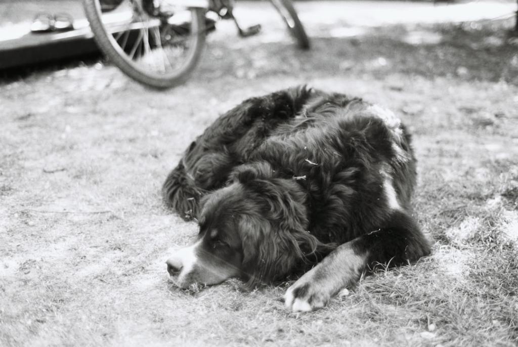 A fluffy dog curled up sleeping on the ground.