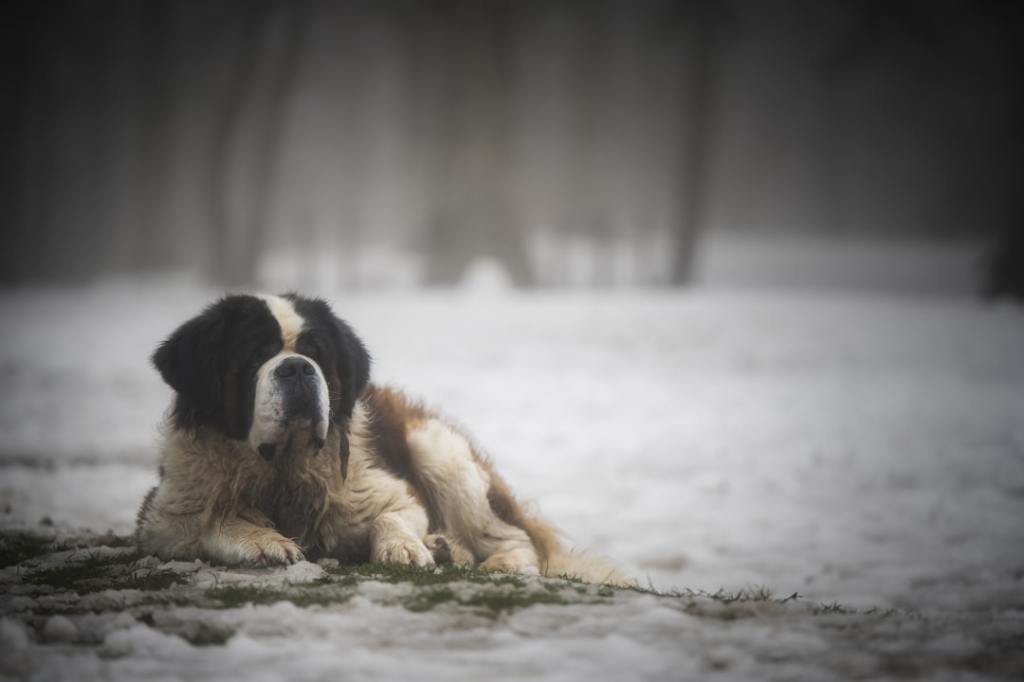 A st. bernard dog rests in the snow.
