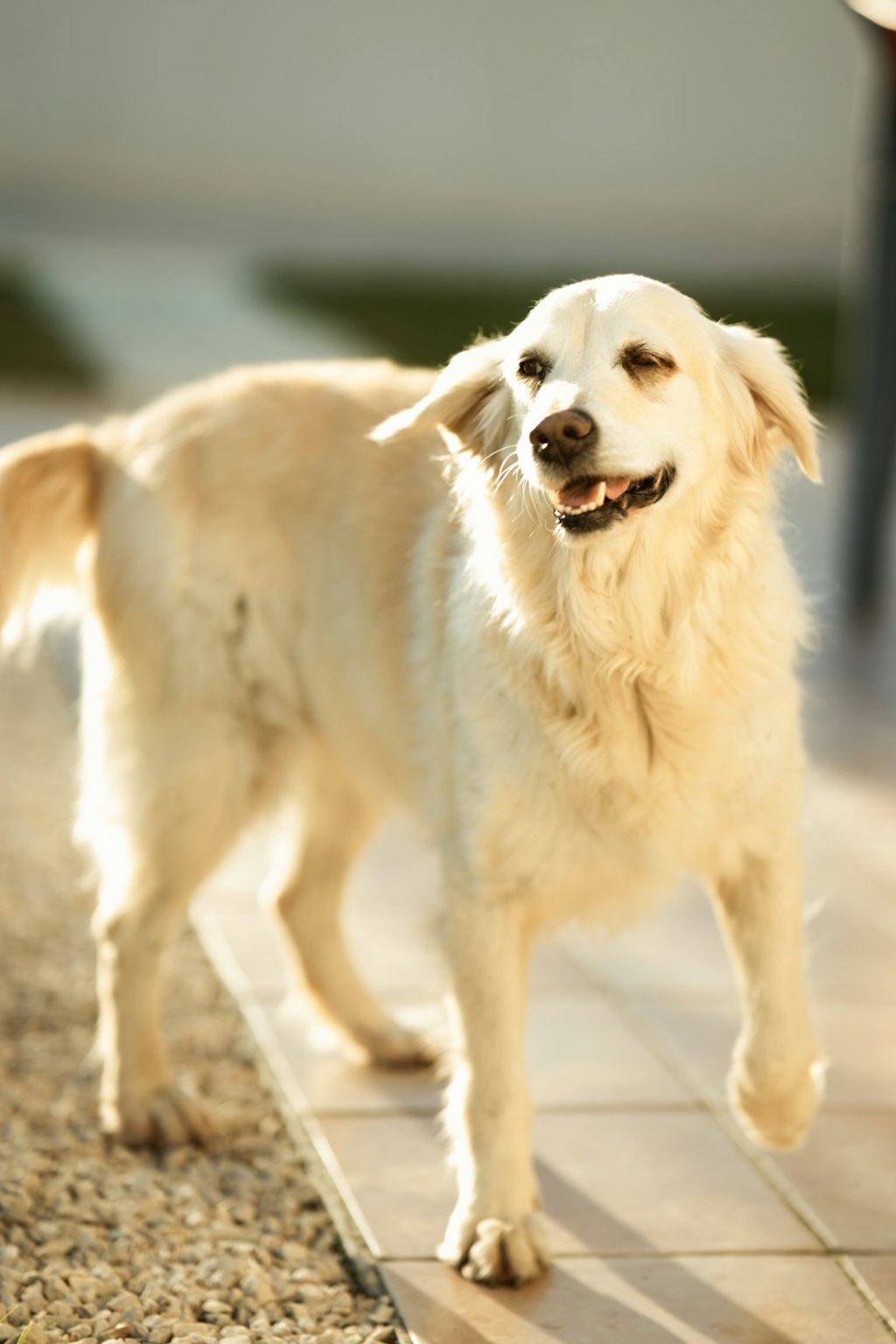 A happy golden retriever dog outdoors in sunlight