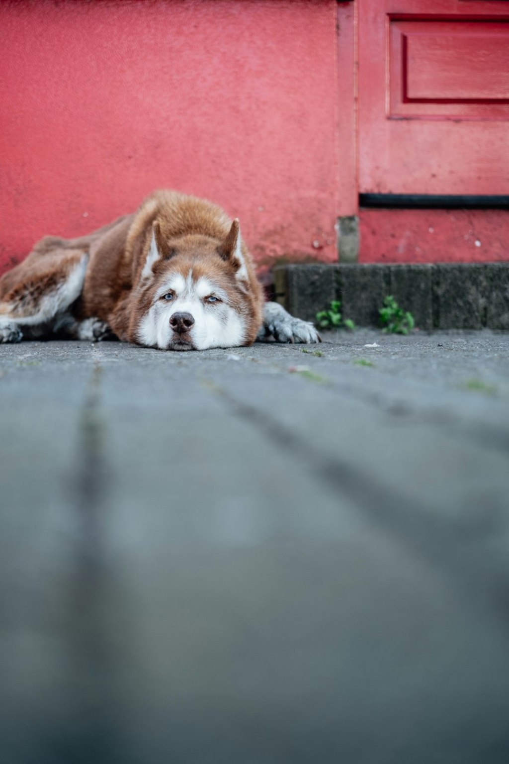 A tired husky rests against a red wall.