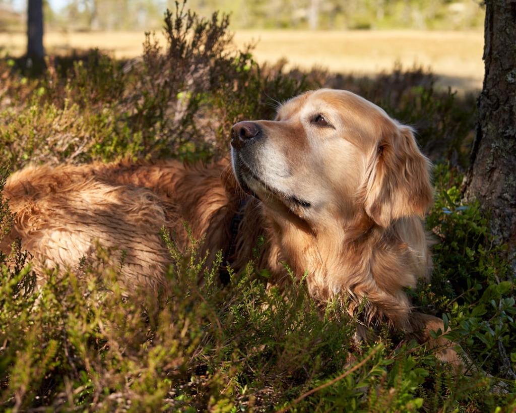 Golden retriever dog resting in green foliage