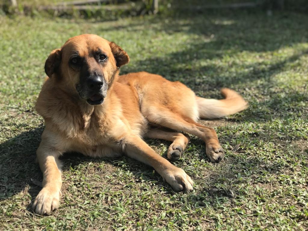 a large brown dog laying on top of a lush green field