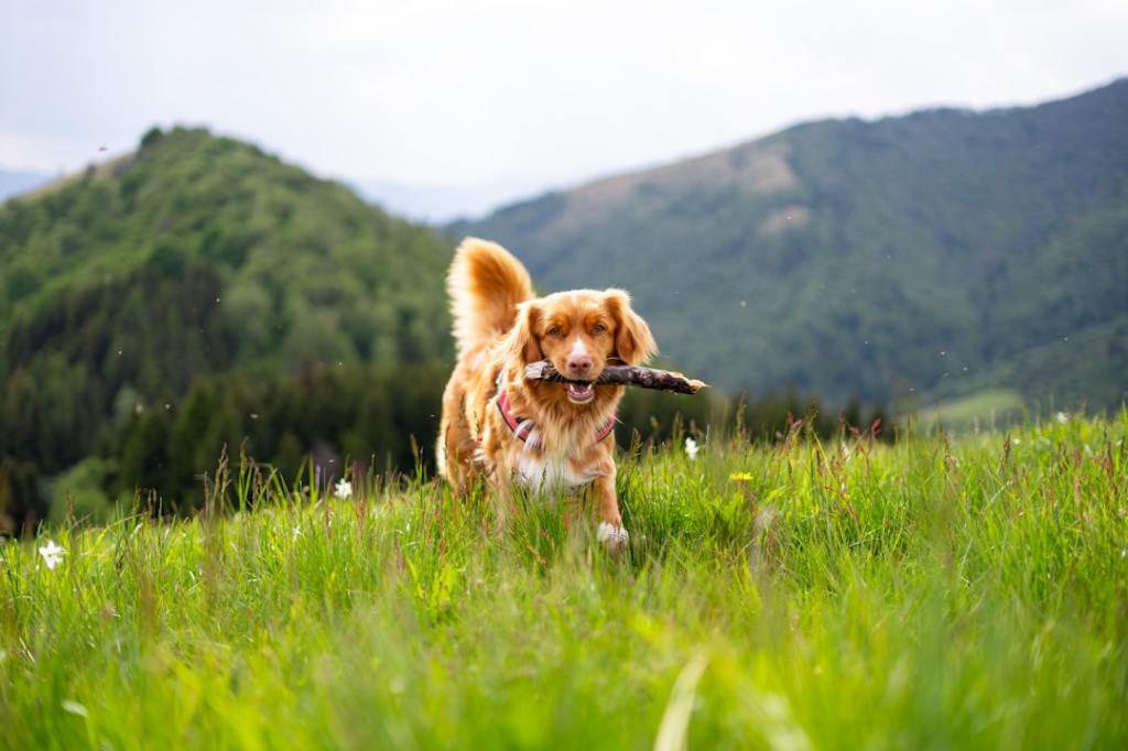 A dog runs through a grassy field with a stick.