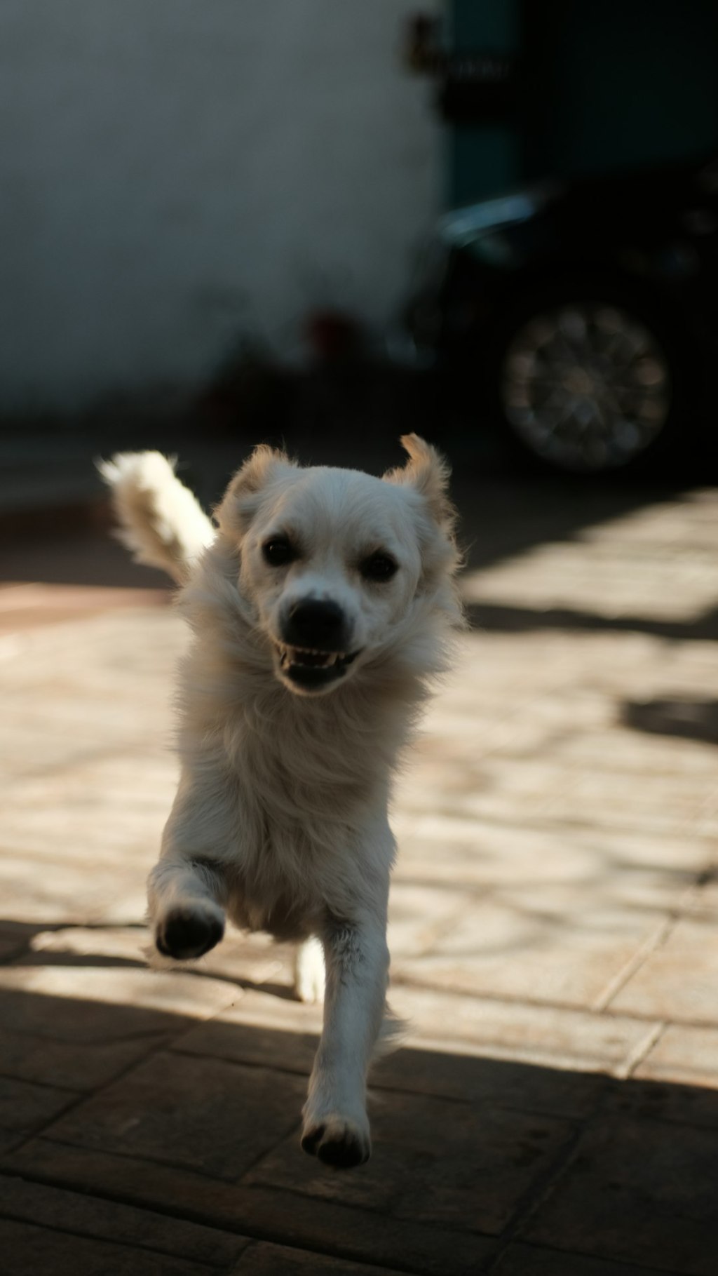 A happy white dog running towards the camera.