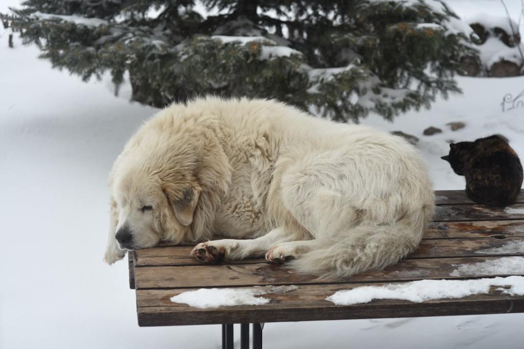 a large white dog laying on top of a wooden bench