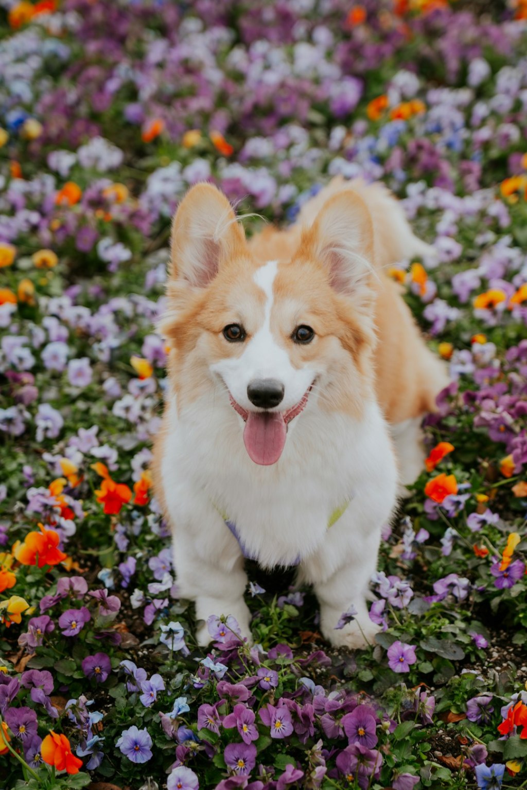 A happy corgi dog sits in a field of flowers